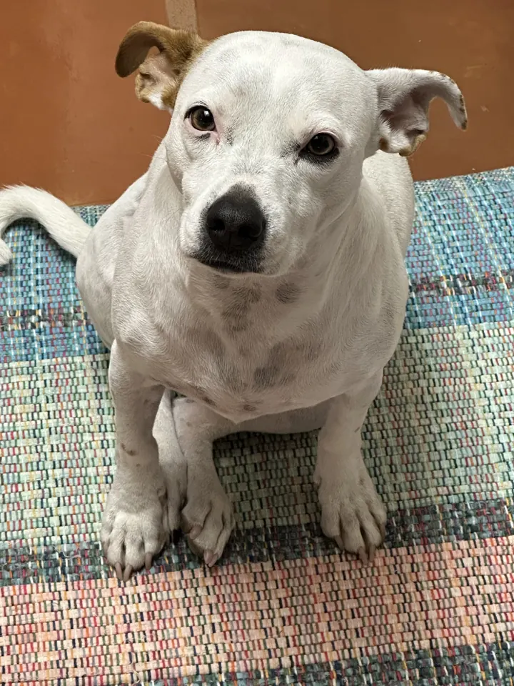A white dog sitting on a woven rug, looking up at the camera